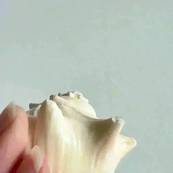 Decorative Sea Shell Home Decor Coastal Design - Picture 9 of 14